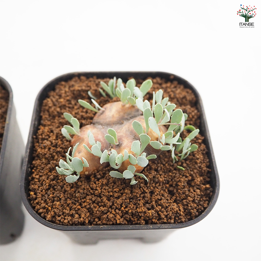 オトンナ カカリオイデス 観葉植物 3.5号/1個売り コーデックス 塊根