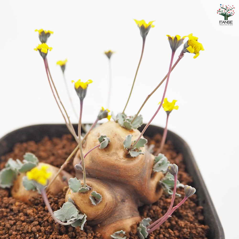 オトンナ カカリオイデス 観葉植物 3.5号/1個売り コーデックス 塊根