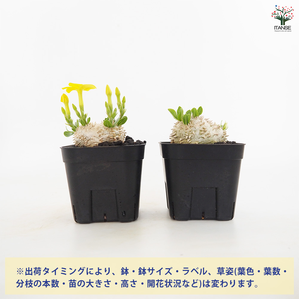 パキポディウム ブレビカウレ 恵比寿笑い 多肉植物 3.5号/1個売り 塊根