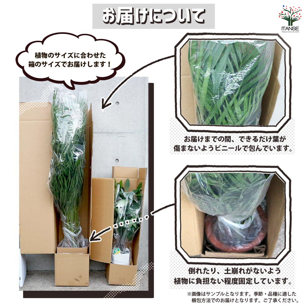 パキポディウム ブレビカウレ 恵比寿笑い 多肉植物 3.5号/1個売り 塊根