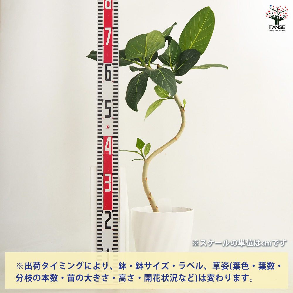 フィカス ベンガレンシス曲がり 観葉植物 6号/1個売り リビング