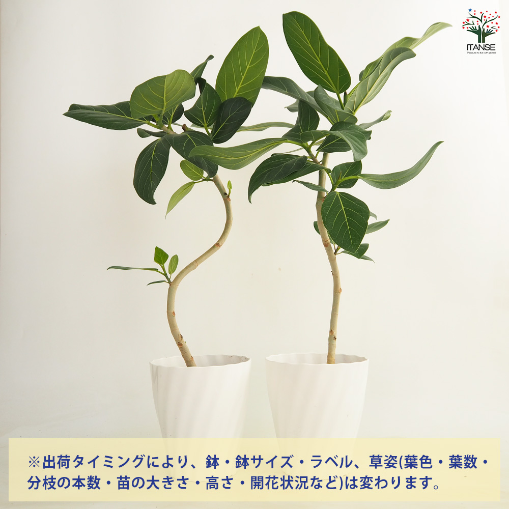 フィカス ベンガレンシス曲がり 観葉植物 6号/1個売り リビング