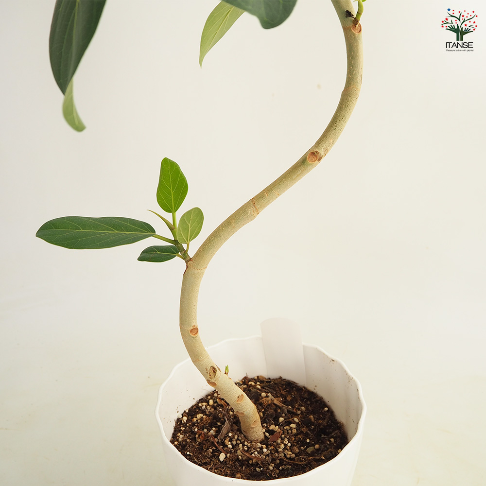 フィカス ベンガレンシス曲がり 観葉植物 6号/1個売り リビング