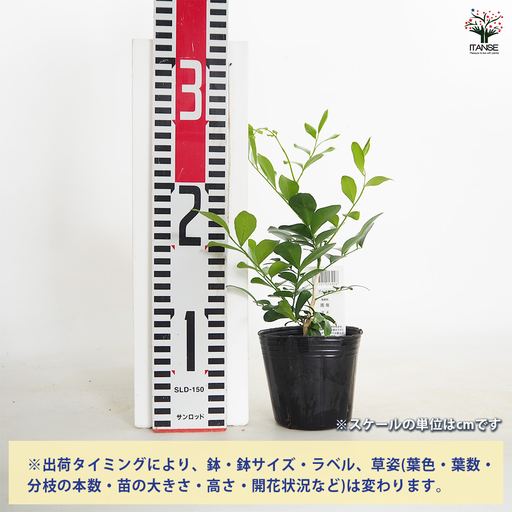 シルクジャスミン 観葉植物 3号/お買い得2個セット ゲッキツ