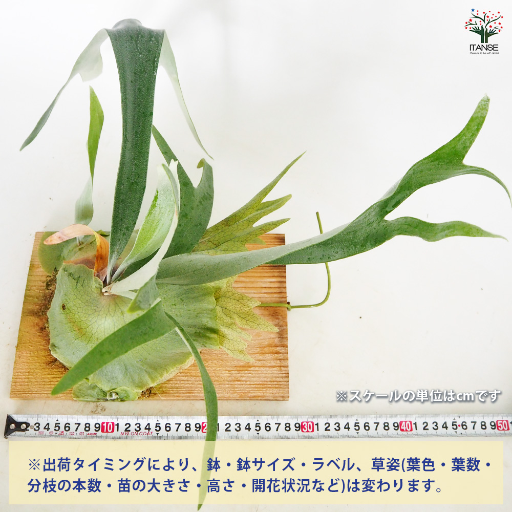 コウモリラン ウィリンキー板付き 観葉植物 /1個売り Platycerium