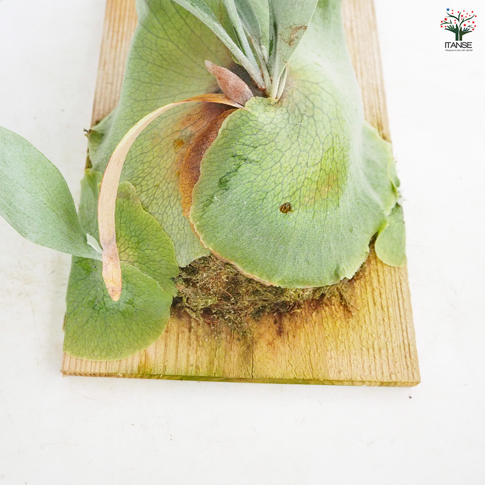 コウモリラン ウィリンキー板付き 観葉植物 /1個売り Platycerium 