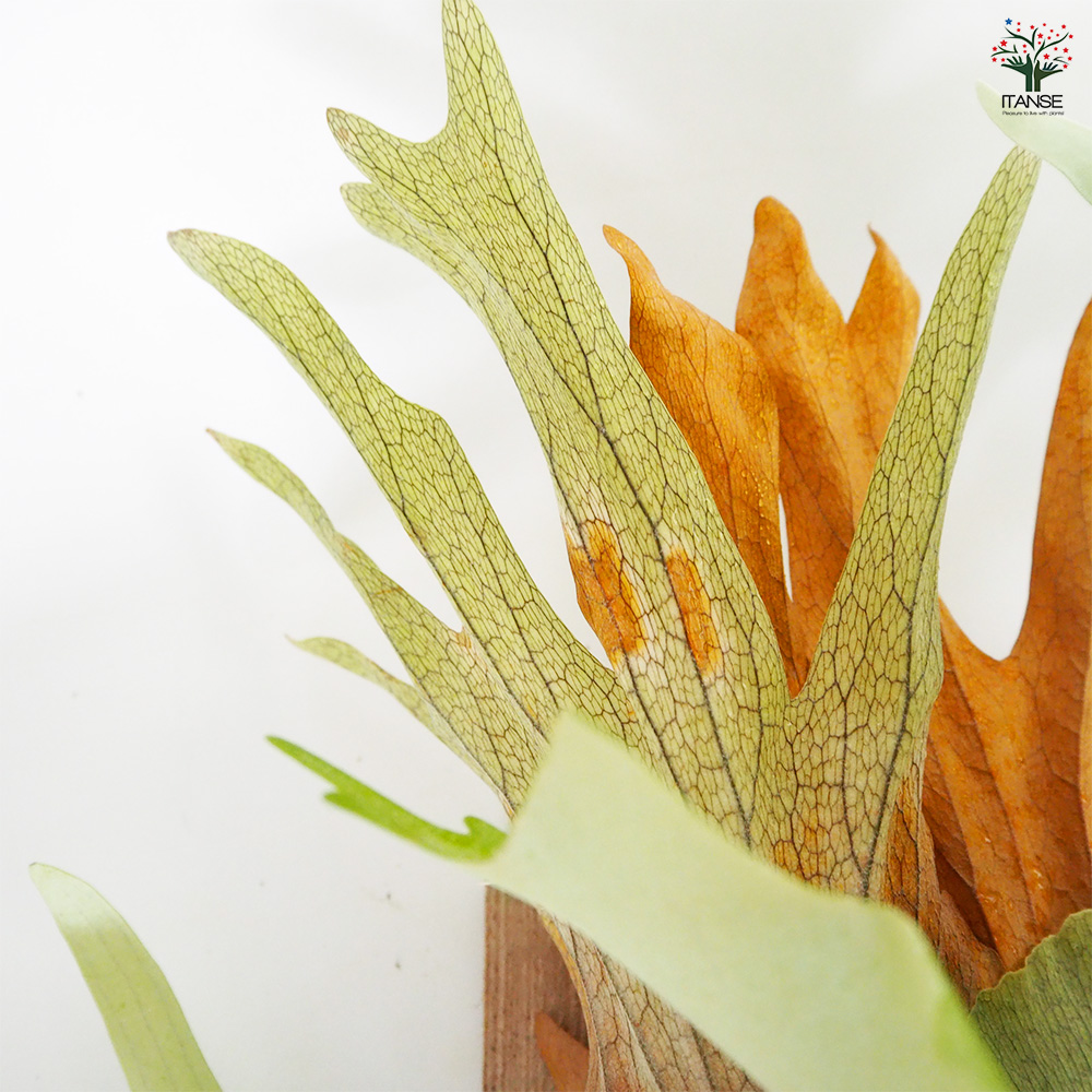 コウモリラン ウィリンキー板付き 観葉植物 /1個売り Platycerium 