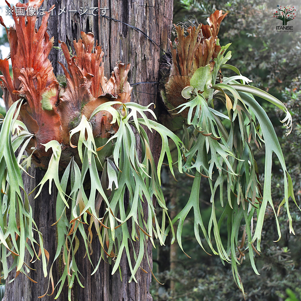 コウモリラン ウィリンキー板付き 観葉植物 /1個売り Platycerium