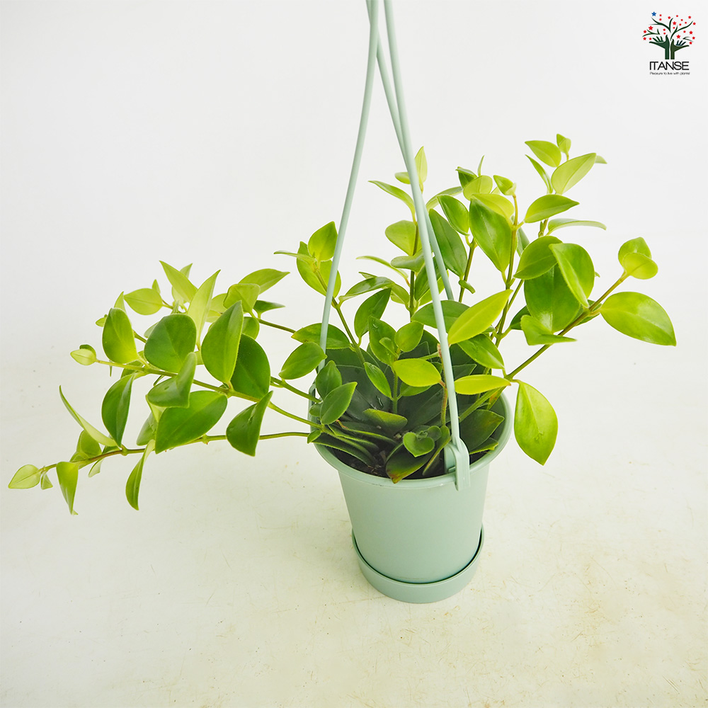 エスキナンサス モナリザ 吊り 観葉植物 3.5号/1個売り つる性 熱帯