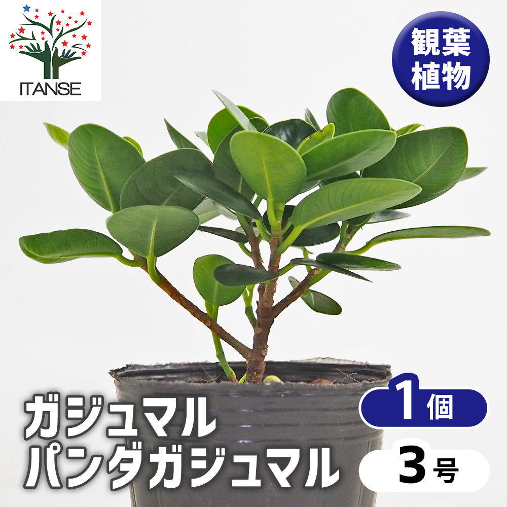 ガジュマル パンダガジュマル 観葉植物 3号/1個売り ガジュマルの木