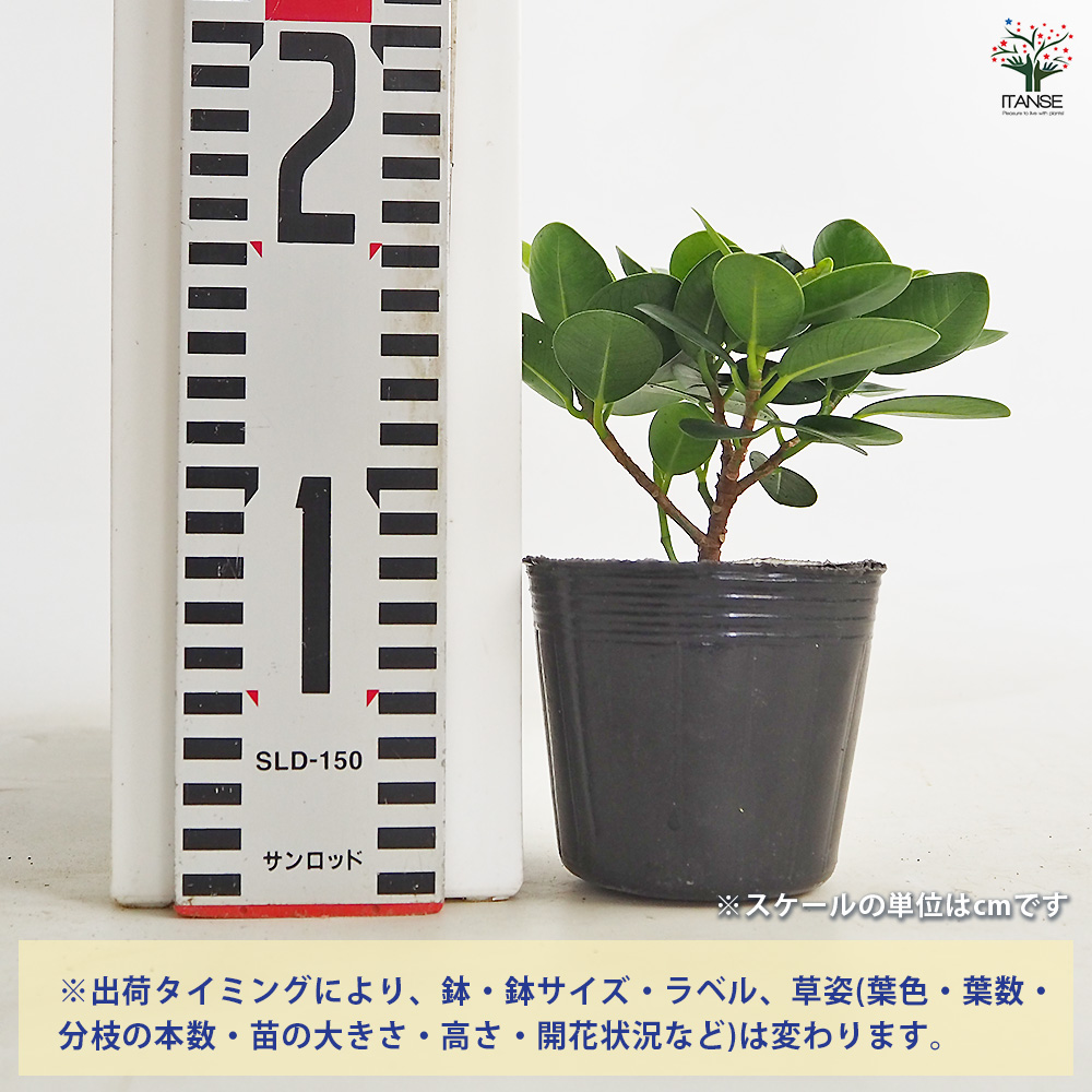 ガジュマル パンダガジュマル 観葉植物 3号/1個売り ガジュマルの木