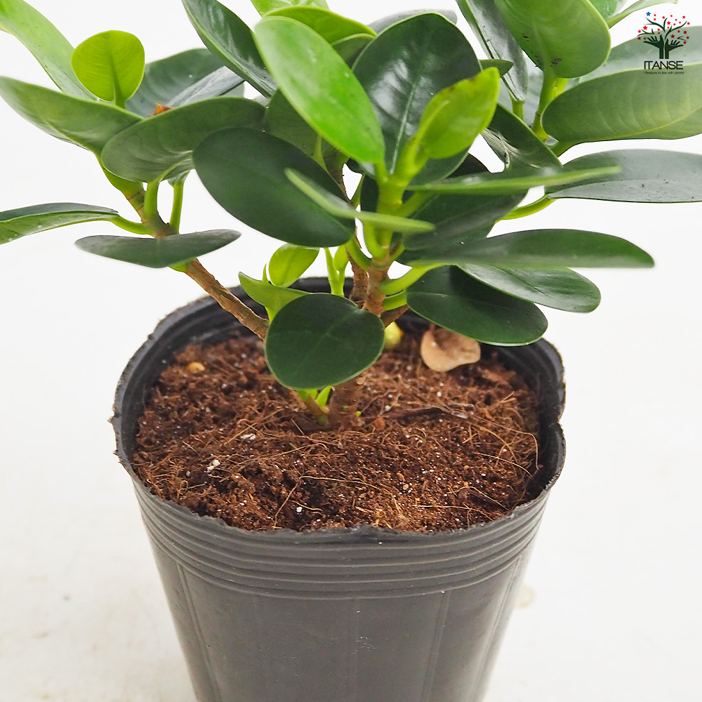 ガジュマル パンダガジュマル 観葉植物 3号/1個売り ガジュマルの木
