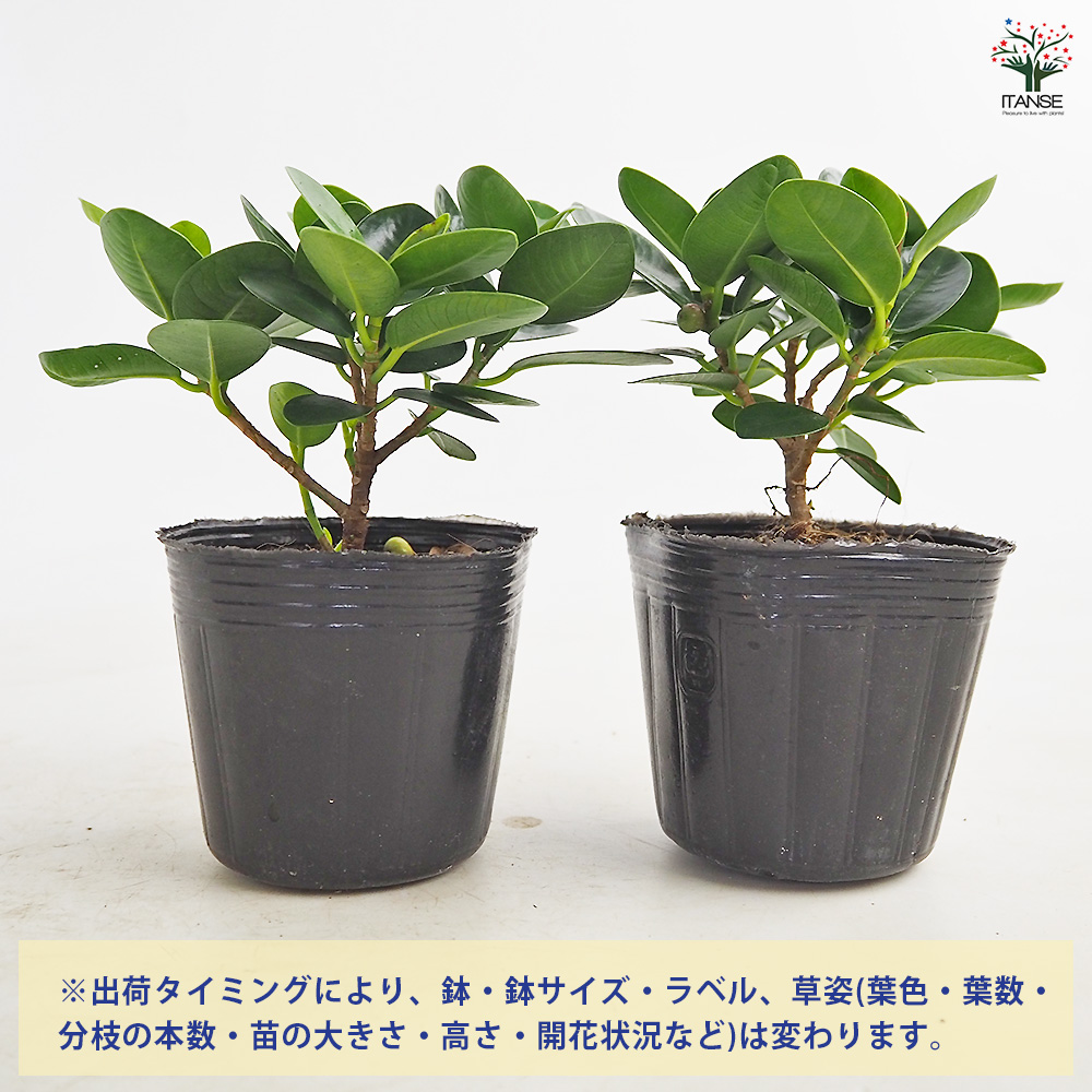 ガジュマル パンダガジュマル 観葉植物 3号/お買い得2個セット