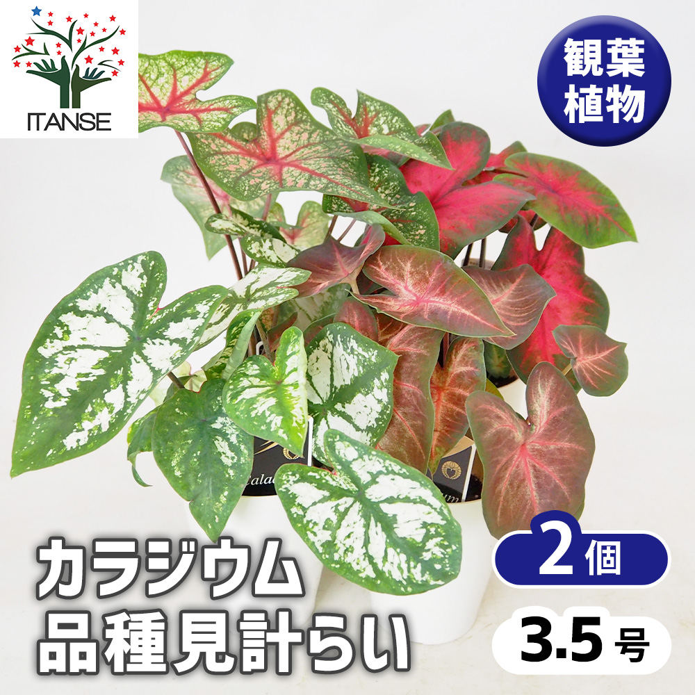 カラジウム 品種見計らい 観葉植物 3.5号/お買い得2個セット Caladium