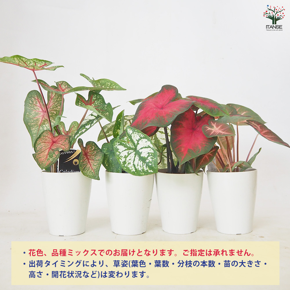 カラジウム 品種見計らい 観葉植物 3.5号/お買い得2個セット Caladium