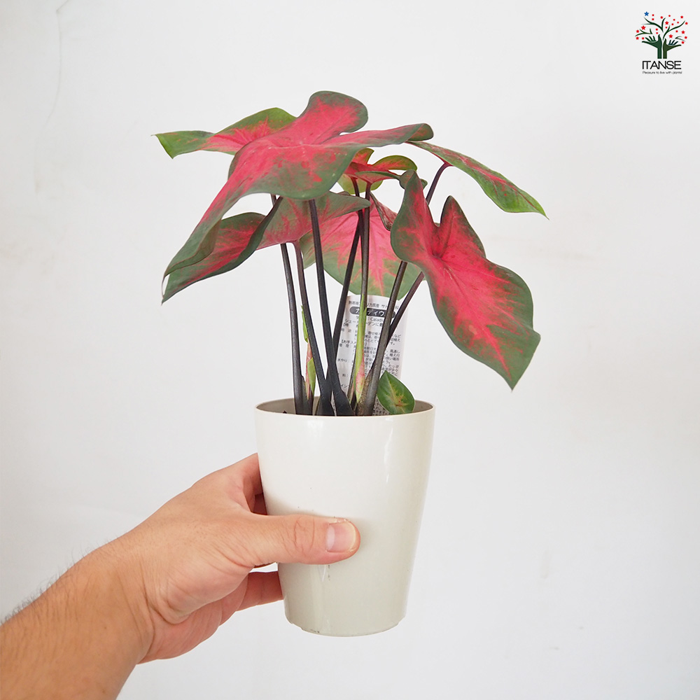 カラジウム 品種見計らい 観葉植物 3.5号/お買い得2個セット Caladium