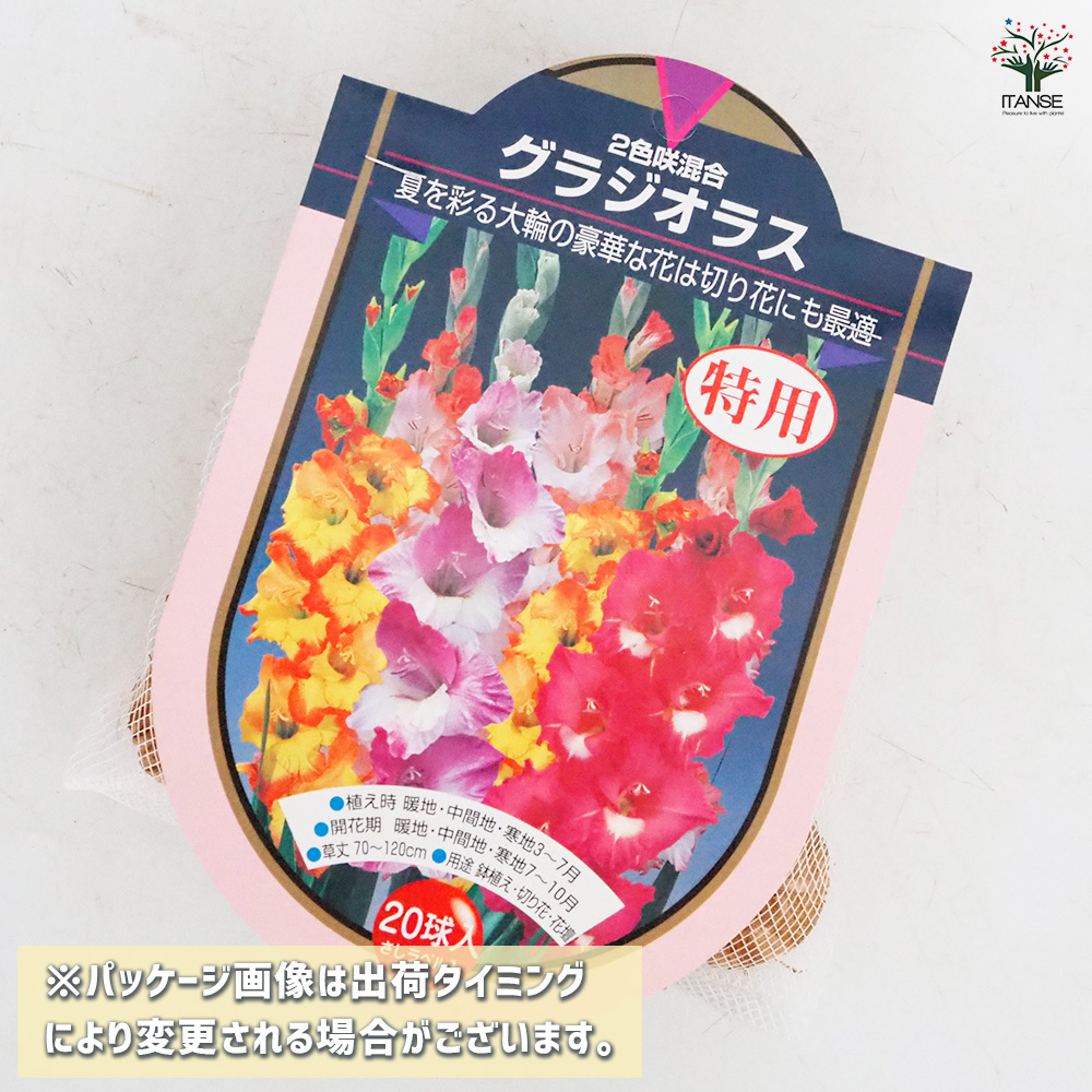 グラジオラス球根セット 20球 花球根 徳用グラジオラス 2色咲混合 20球/お買い得4個セット 球根の花