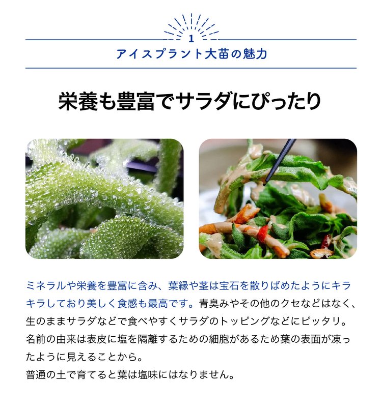 ITANSE アイスプラントの大苗(品種=プチ...の詳細画像1