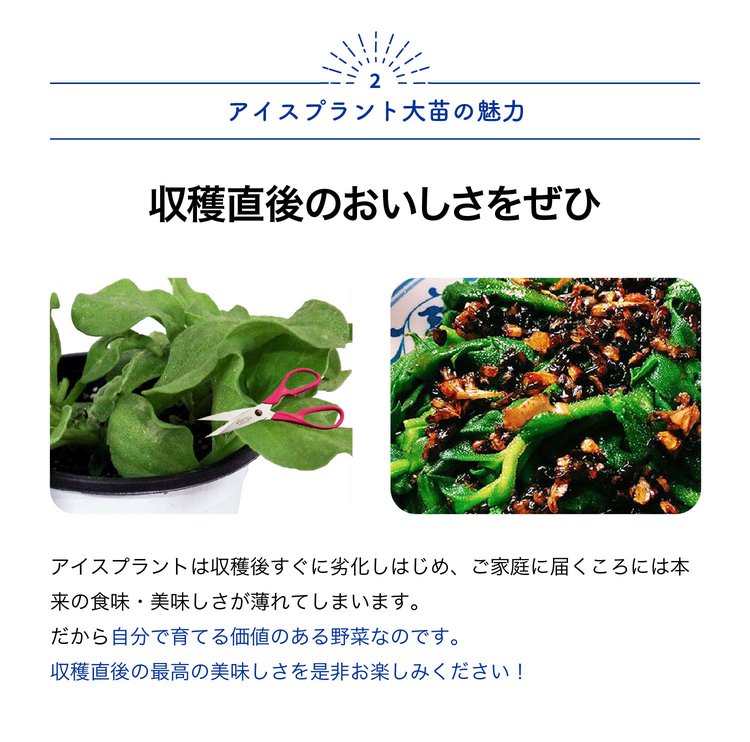 ITANSE アイスプラントの大苗(品種=プチ...の詳細画像2