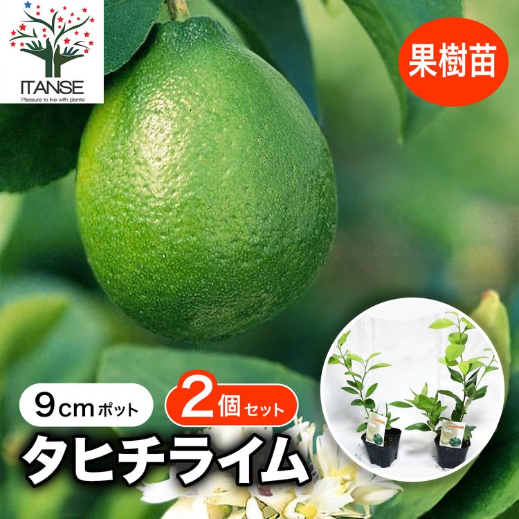 ITANSE ライム苗 タヒチライム 果樹苗 9cmポット 2個セット 人気の