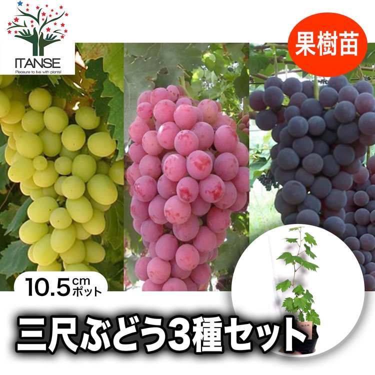 ITANSE ぶどう苗 紅三尺・黒三尺・白三尺 果樹苗 挿し木苗 10.5cm