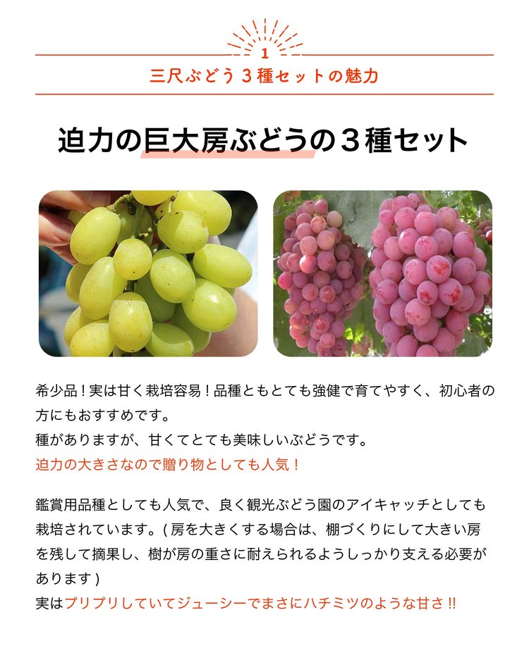 ITANSE ぶどう苗 紅三尺・黒三尺・白三尺 果樹苗 挿し木苗 10.5cm