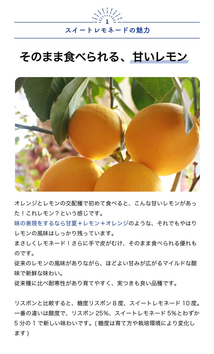 ITANSE レモン苗 スイートレモネード 果...の詳細画像1