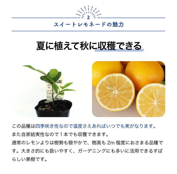 ITANSE レモン苗 スイートレモネード 果...の詳細画像2