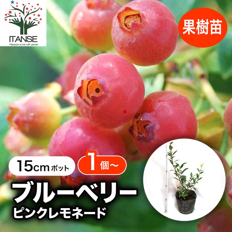 ITANSE ブルーベリー ピンクレモネード 果樹苗 挿し木苗 15cmポット 1