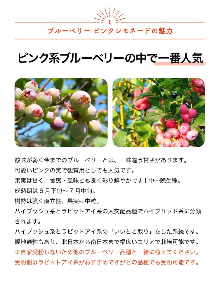ITANSE ブルーベリー ピンクレモネード 果樹苗 挿し木苗 15cmポット 1