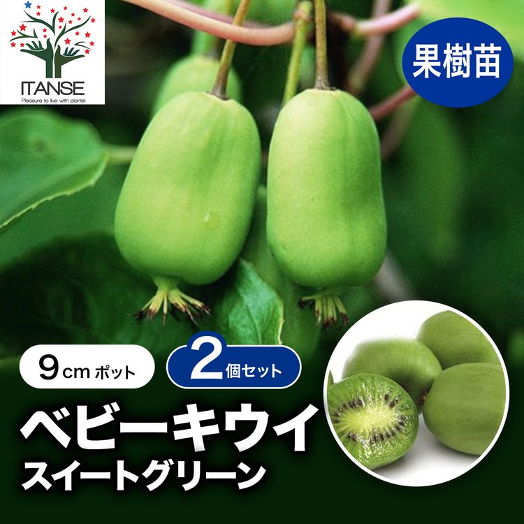 ITANSE サルナシ苗 ベビーキウイ スイートグリーン 果樹苗 9cmポット 2