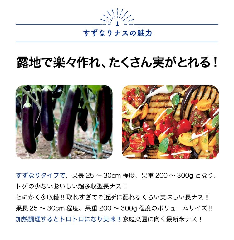 ITANSE ナスの苗 すずなりトロトロなす(長ナスタイプ) 野菜苗 自根苗