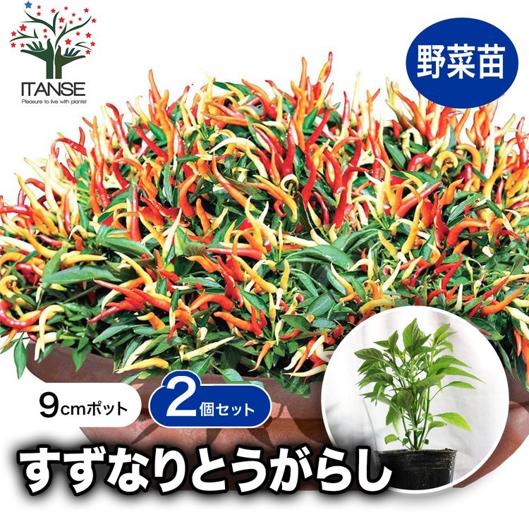 ITANSE トウガラシの苗 旨甘すずなりとうがらし 野菜苗 自根苗 9cm