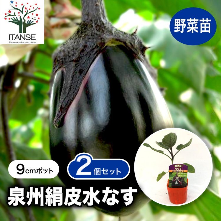 ITANSE ナスの苗 泉州絹皮水なす 野菜苗 接木苗 9cmポット 2個セット