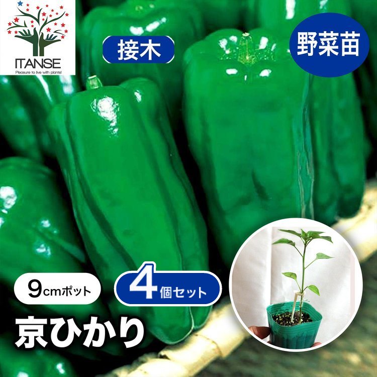 ITANSE ピーマンの苗 京ひかり 野菜苗 接木苗 9cmポット 4個セット