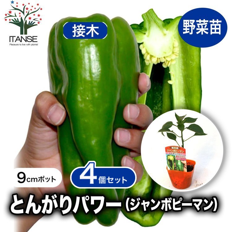 ITANSE ピーマンの苗 ジャンボピーマン 野菜苗 接木苗 9cmポット 4個