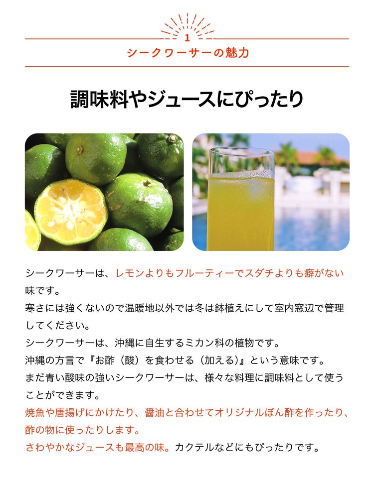 ITANSE レモン苗 シークワーサー(ヒラミレモン) 果樹苗 9cmポット 2個