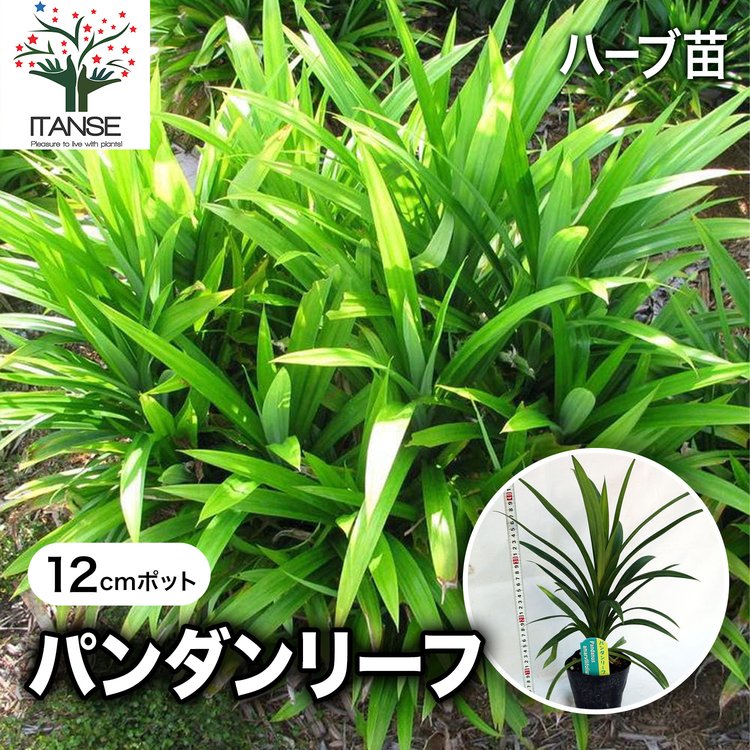 ITANSE ハーブ苗 ニオイタコノキ(パンダンリーフ) 12cmポット 1個 送料