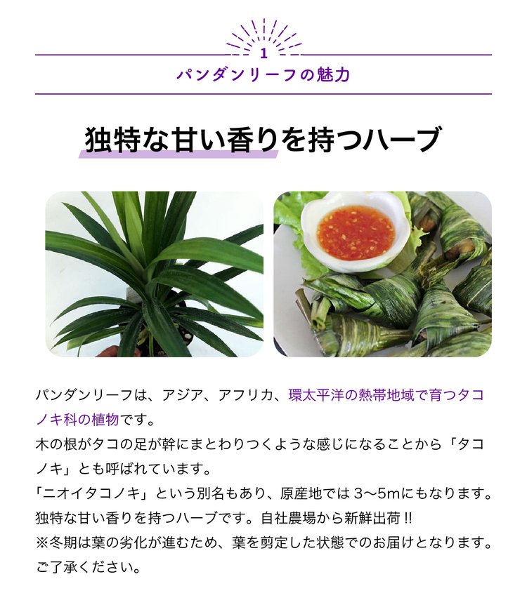 ITANSE ハーブ苗 ニオイタコノキ(パンダンリーフ) 12cmポット 1個 送料