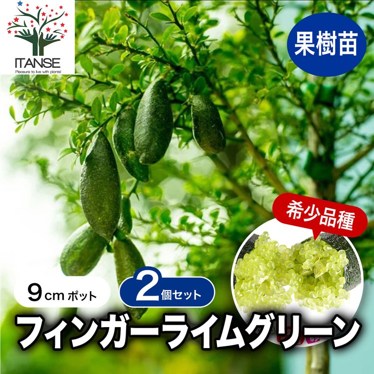 ITANSE フィンガーライム苗 グリーン 果樹苗 挿し木苗 9cmポット 2個