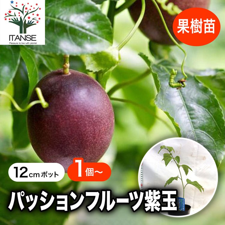 ITANSE パッションフルーツ紫玉の苗木 果樹苗 1年生挿し木苗 12cm