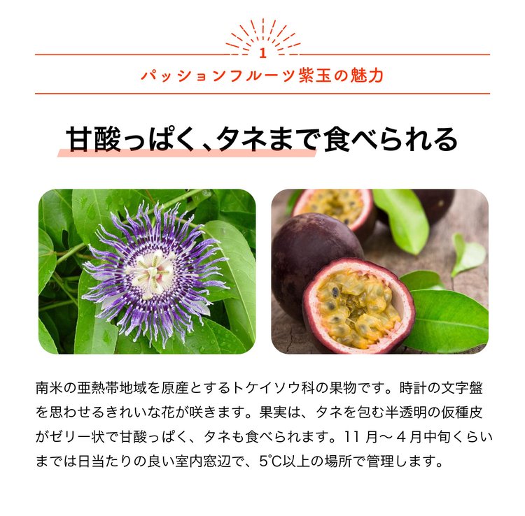 ITANSE パッションフルーツ紫玉の苗木 果樹苗 1年生挿し木苗 12cm