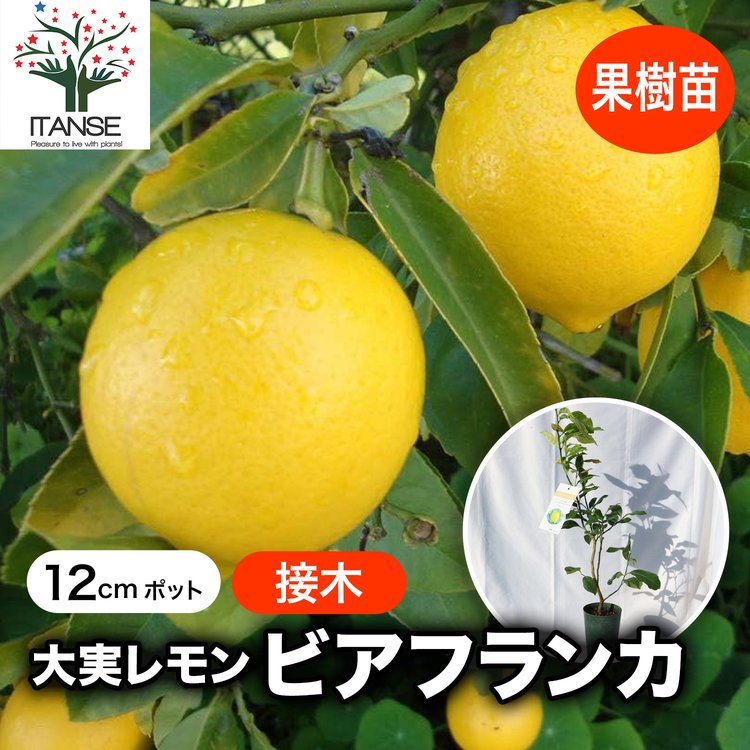 ITANSE レモン苗 大実レモン ビアフランカの苗木 果樹苗 12cmロング