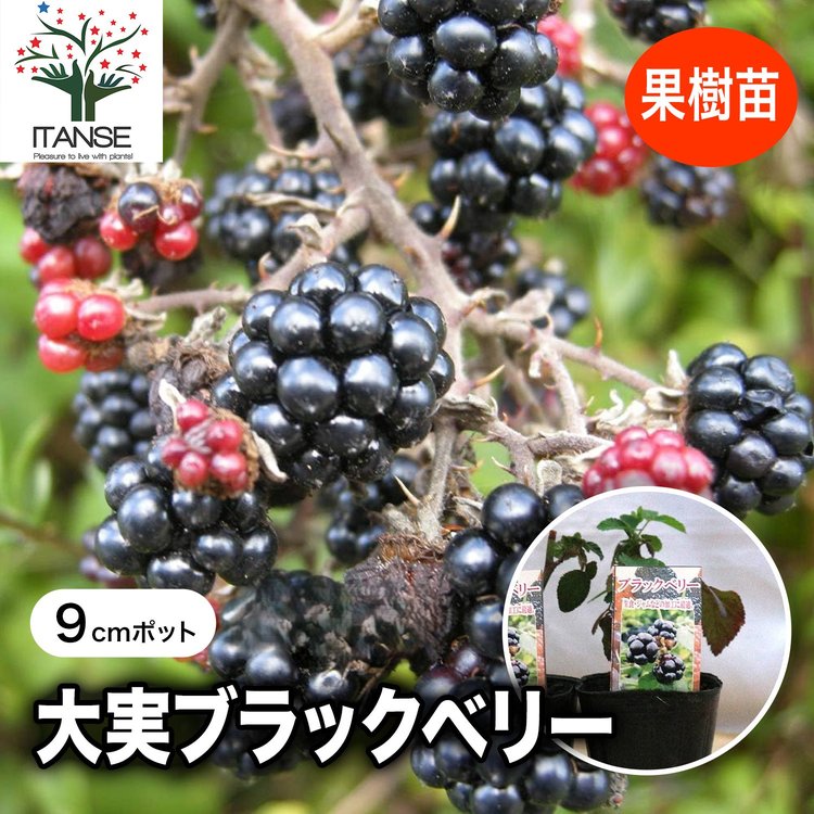 ITANSE ブラックベリー苗 大実ブラックベリーの苗木 果樹苗 9cmポット