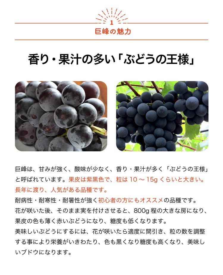 ITANSE ぶどう苗 巨峰の苗木 果樹苗 2年生 苗 15〜18cmポット 大苗 1個 ブドウ苗 巨峰苗 葡萄苗 ブドウの王様 送料無料 イタンセ公式 関連画像1