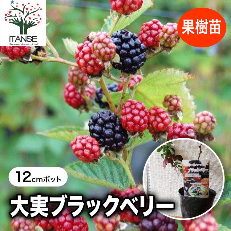 ITANSE ブラックベリー苗 大実ブラックベリーの苗木 果樹苗 12cmポット