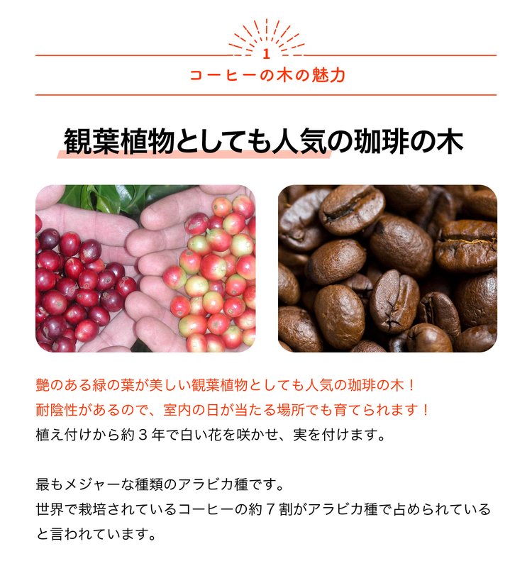 ITANSE 果樹苗 コーヒーの木 9cmポット 実生苗 1個 コーヒーノキ苗