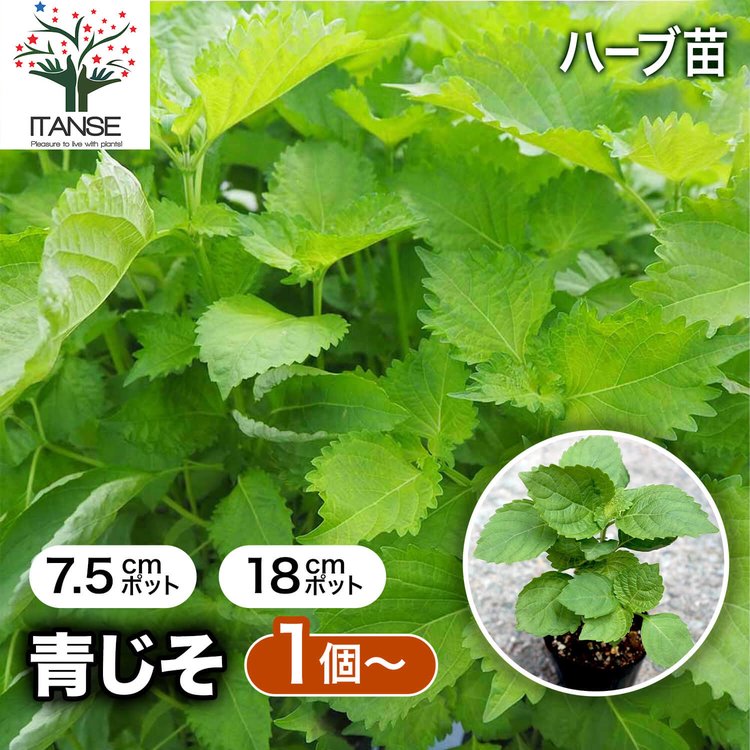 ITANSE しその苗 青じそ 野菜の苗 7.5cmポット お買い得4個セット 人気