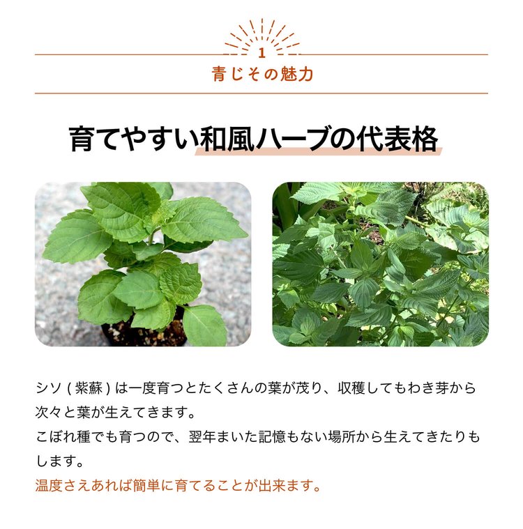 ITANSE しその苗 青じそ 野菜の苗 7.5cmポット お買い得4個セット 人気