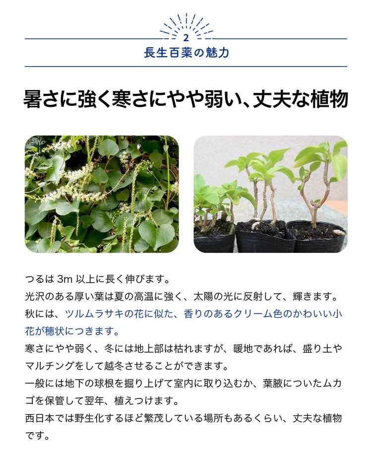 ITANSE オカワカメの苗 長生百薬 野菜の苗 9cmポット お買い得2個